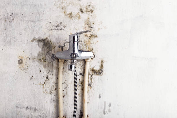 Best Certified Mold Removal  in Shenandoah, PA