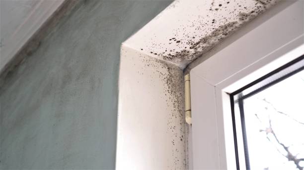 Best Commercial Mold Removal  in Shenandoah, PA