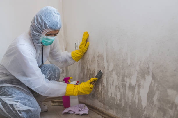 Shenandoah, PA Mold Removal Company