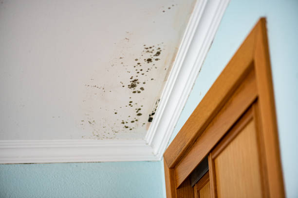 Best Office Mold Removal Services  in Shenandoah, PA