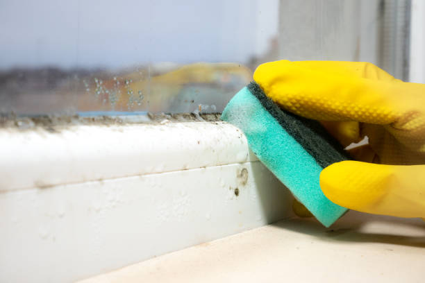 Best Residential Mold Removal  in Shenandoah, PA