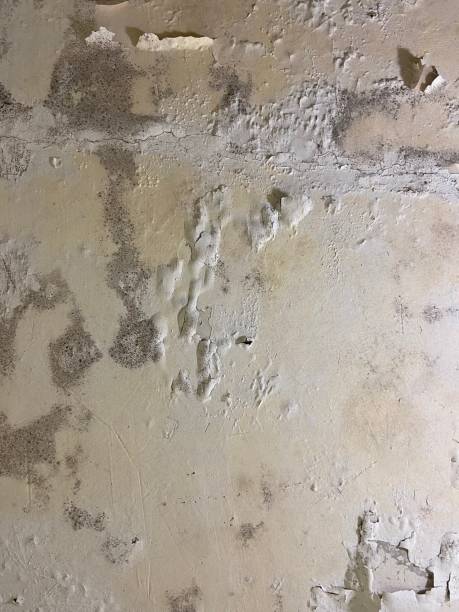 Best Attic Mold Removal  in Shenandoah, PA