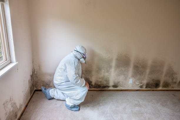 Best Mold Testing  in Shenandoah, PA