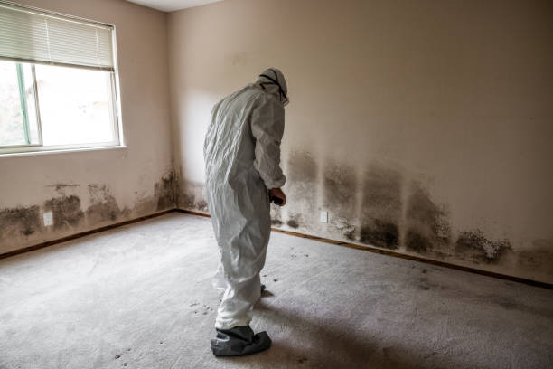 Best Professional Mold Removal  in Shenandoah, PA