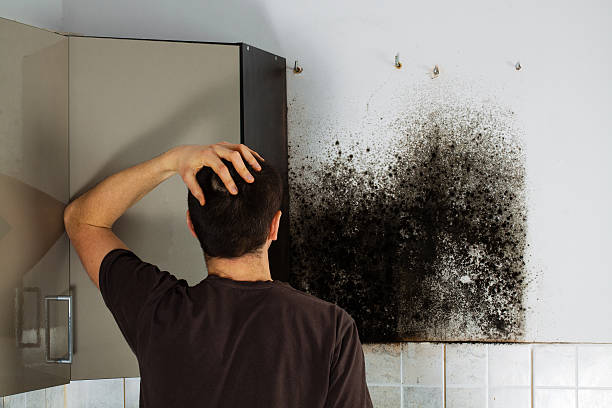 Mold Removal Process in Shenandoah, PA