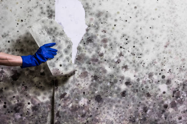 Best Crawl Space Mold Removal  in Shenandoah, PA