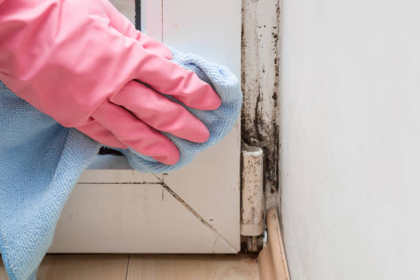 Best Mold Damage Repair  in Shenandoah, PA