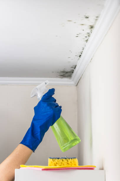 Best Black Mold Removal  in Shenandoah, PA