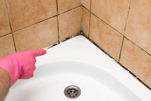 Best Mold Removal Near Me  in Shenandoah, PA